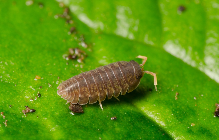 Keep Sow bugs Out Of Your Home